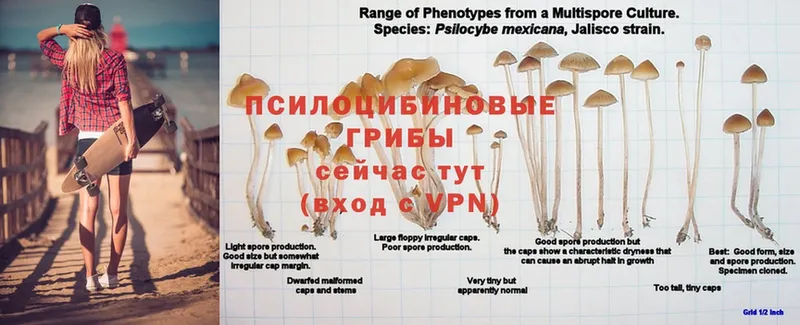 Галлюциногенные грибы GOLDEN TEACHER  Жуковский 